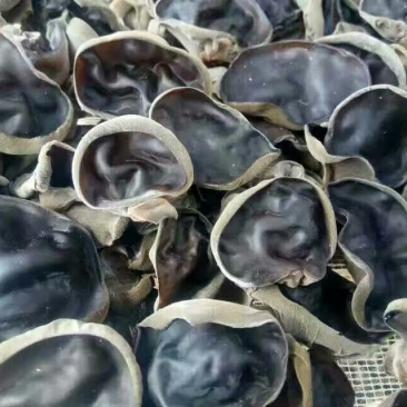 秋耳特级