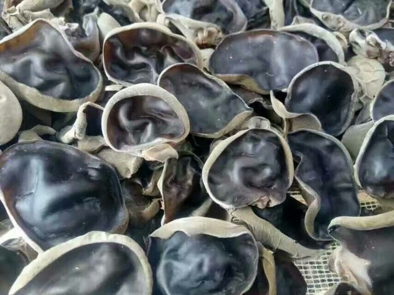 秋耳特级