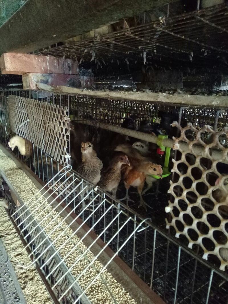 脱温鸡1斤以下