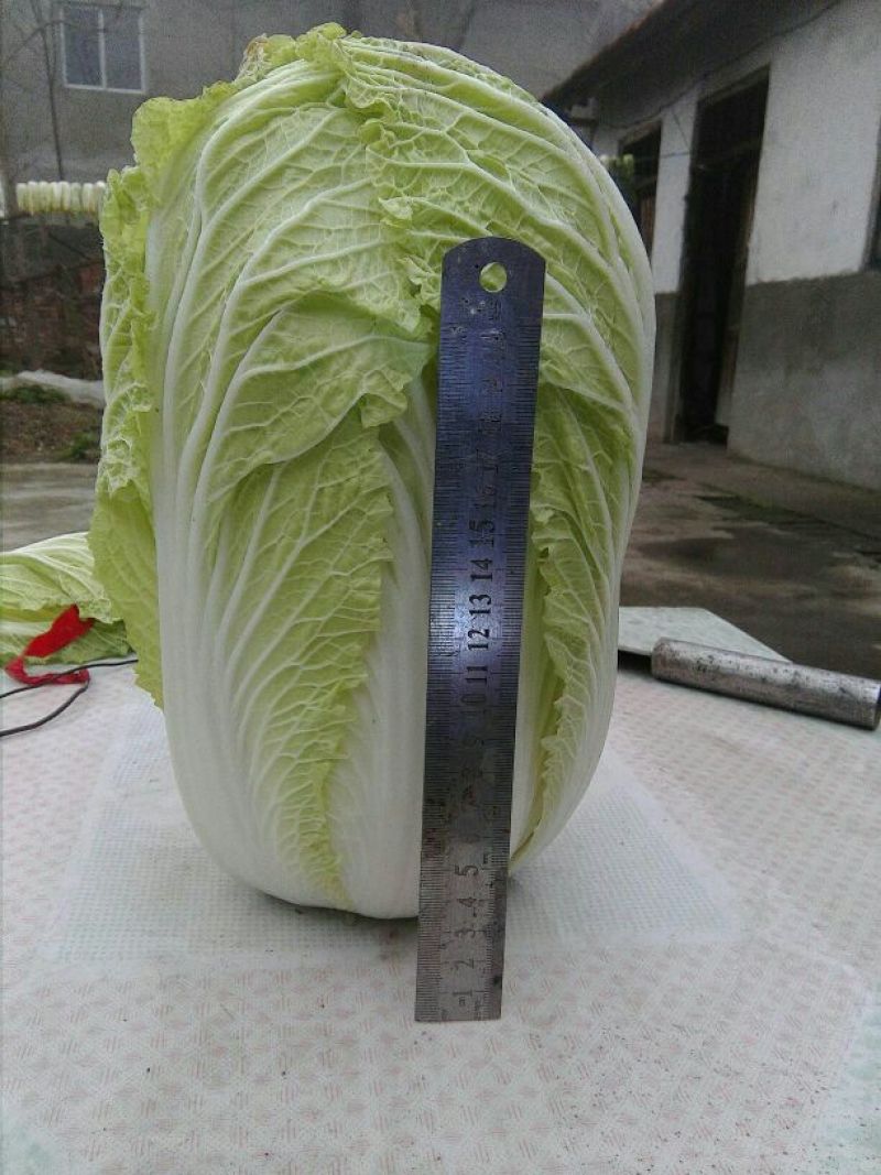大白菜