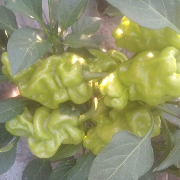 薄皮椒5~10厘米青