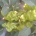 薄皮椒5~10厘米青