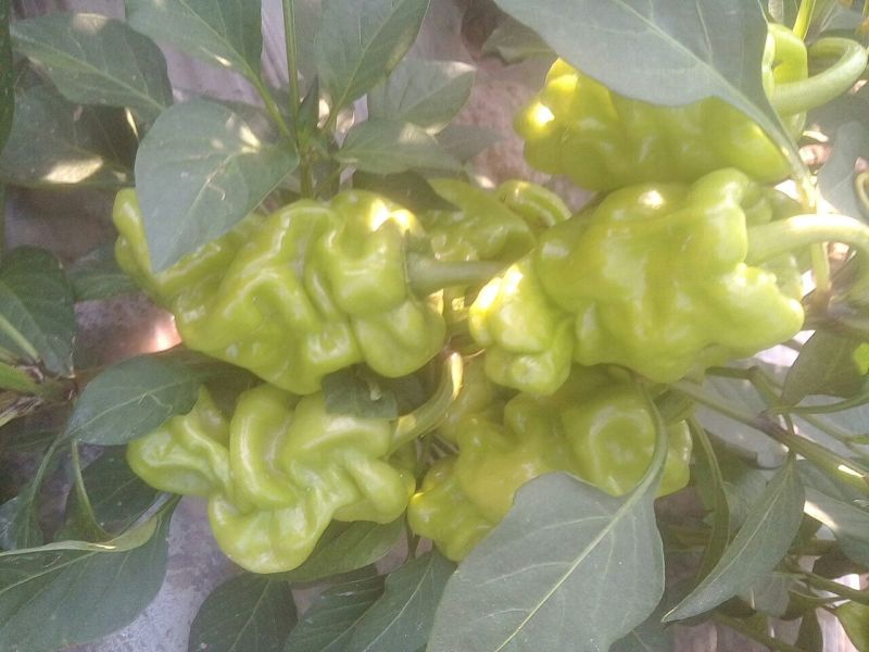 薄皮椒5~10厘米青