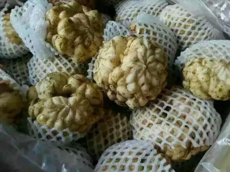 鲜龙牙百合，精挑细选，产地直供