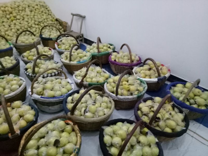 长把梨150~200g膜袋