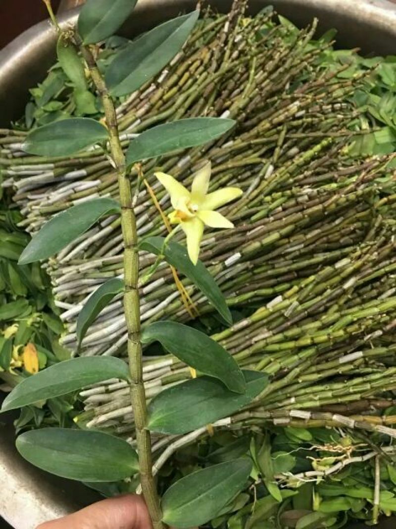 铁皮石斛鲜条雁荡山原产地