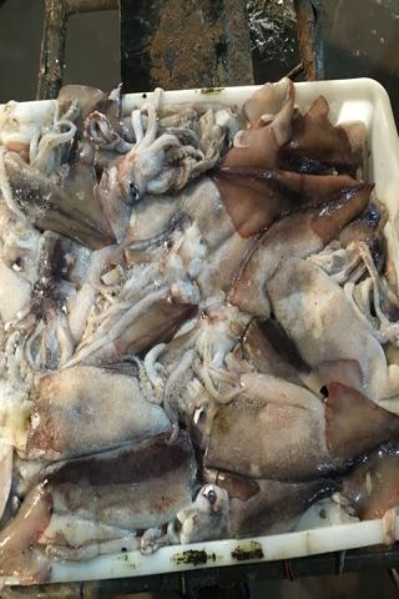 鱿鱼