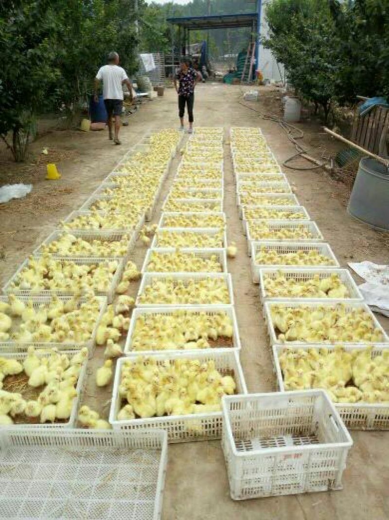 皖西白鹅苗250g以下
