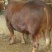 利木赞牛犊100~200kg