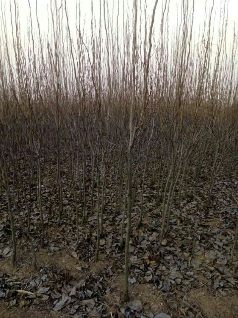 柿树