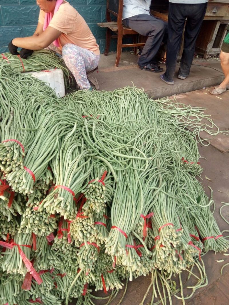 万亩优质大棚长豆角，可对接商超，批发，大量供应