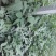 京欣西瓜10斤打底9成熟1茬