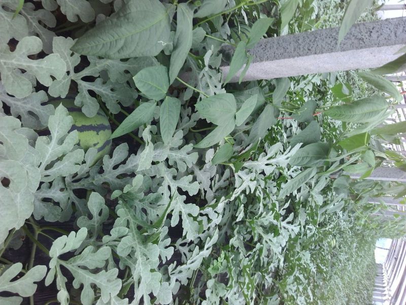 京欣西瓜10斤打底9成熟1茬