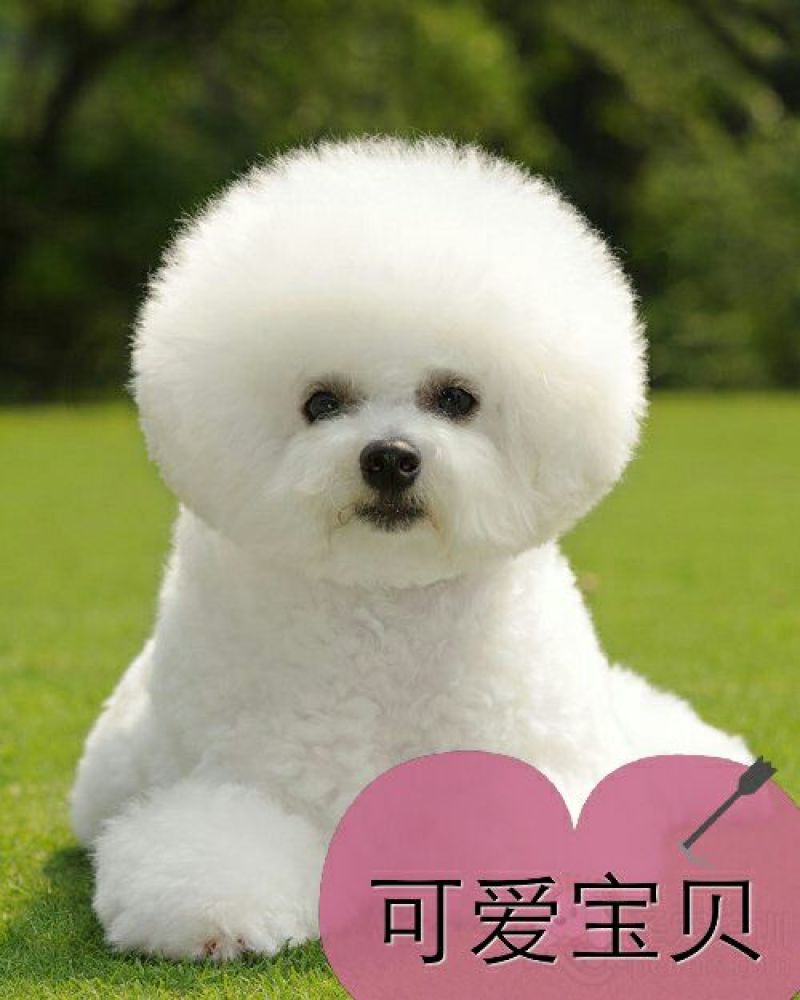 博美犬