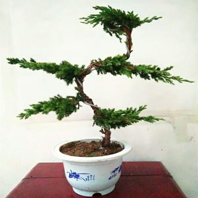 造型树