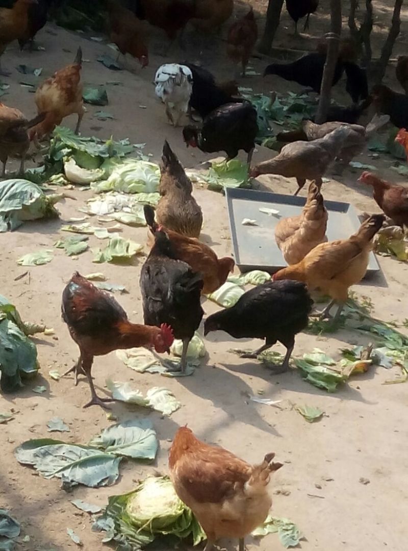 绿壳鸡蛋食用50g以下