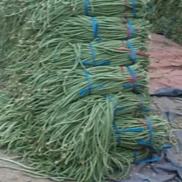 莘县长豆角豇豆角翠绿长豆角大量上市欢迎选购，品质优