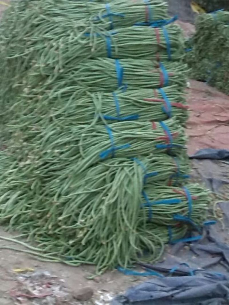莘县长豆角豇豆角翠绿长豆角大量上市欢迎选购，品质优