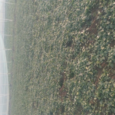 全能菠菜10~15厘米
