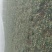 全能菠菜10~15厘米