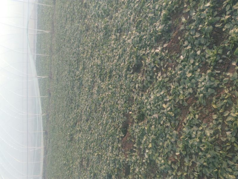 全能菠菜10~15厘米