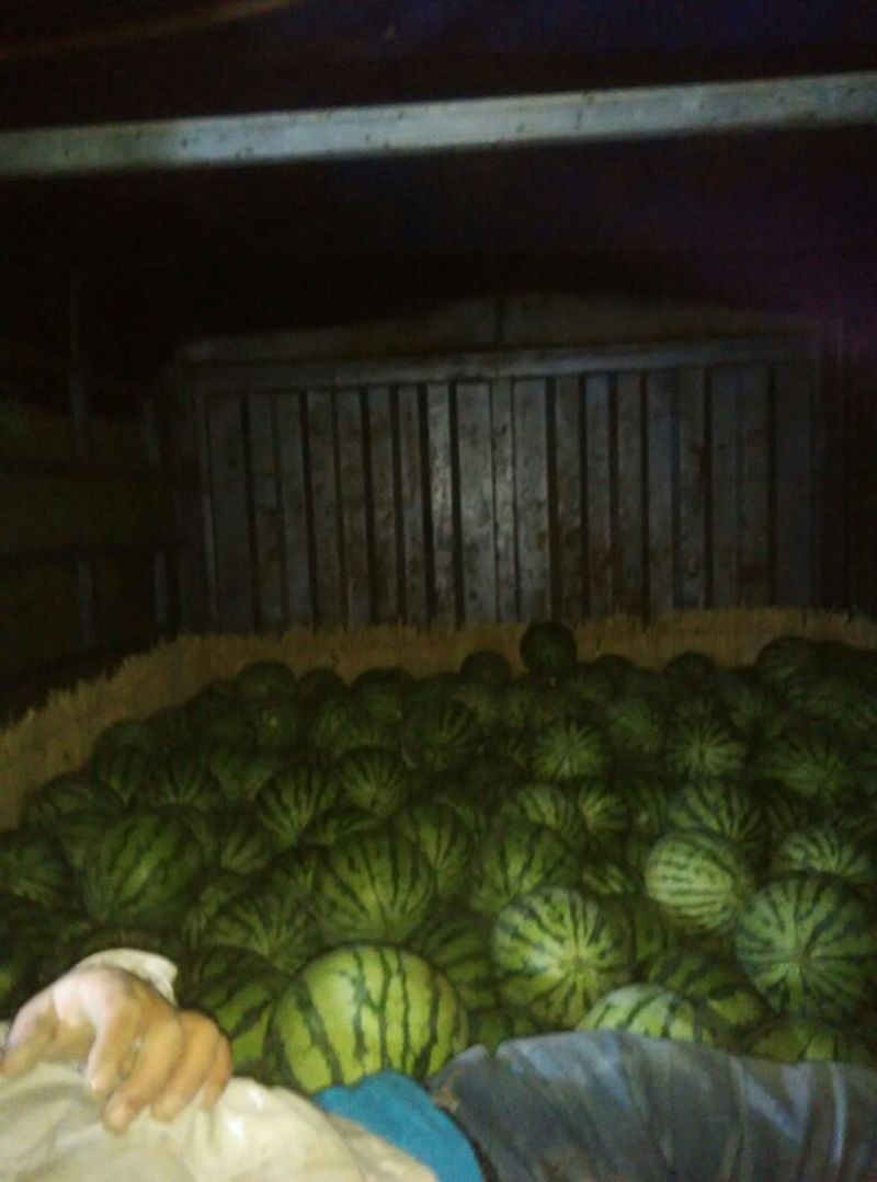 8424西瓜5斤打底8成熟一查