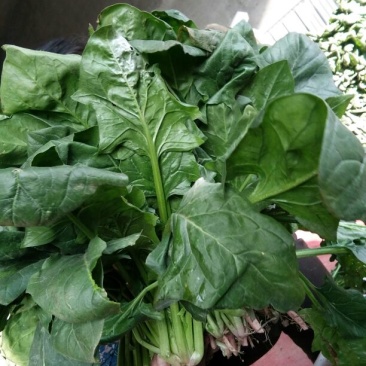 大叶菠菜20~25厘米