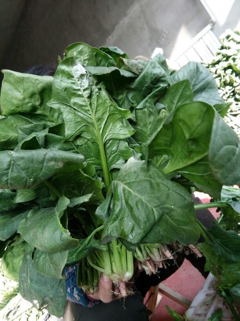 大叶菠菜20~25厘米