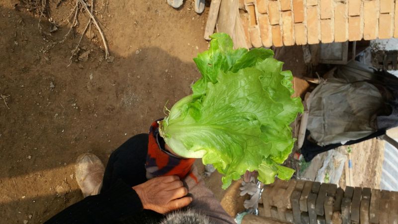 意大利生菜4两~5两