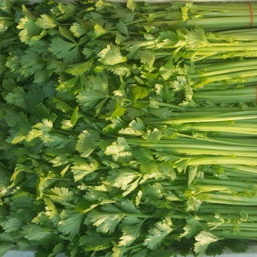香芹40cm以上