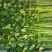 香芹40cm以上