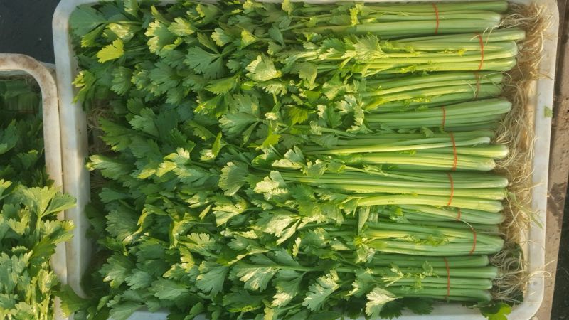 香芹40cm以上
