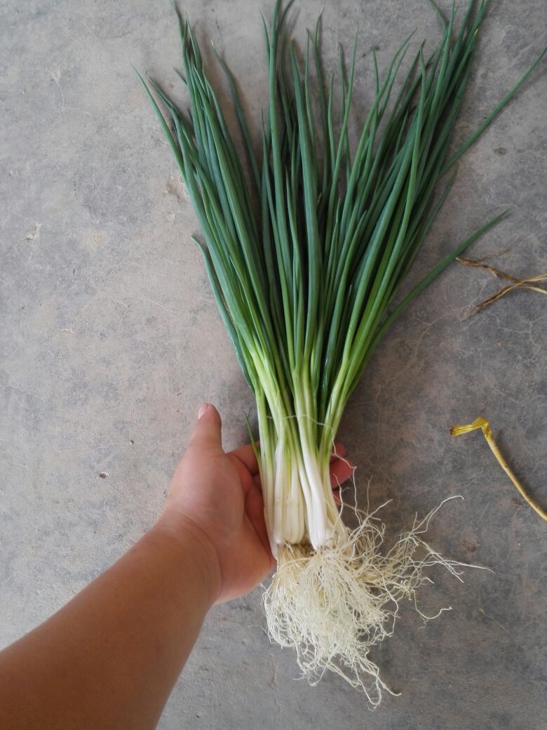 湖北宜昌市枝江市葱苗批发_吴雄华供应_一亩