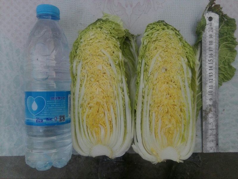 大白菜