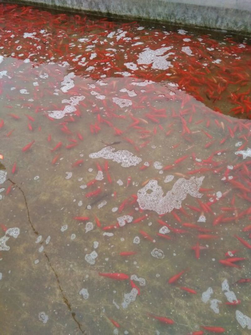 红草3~5cm