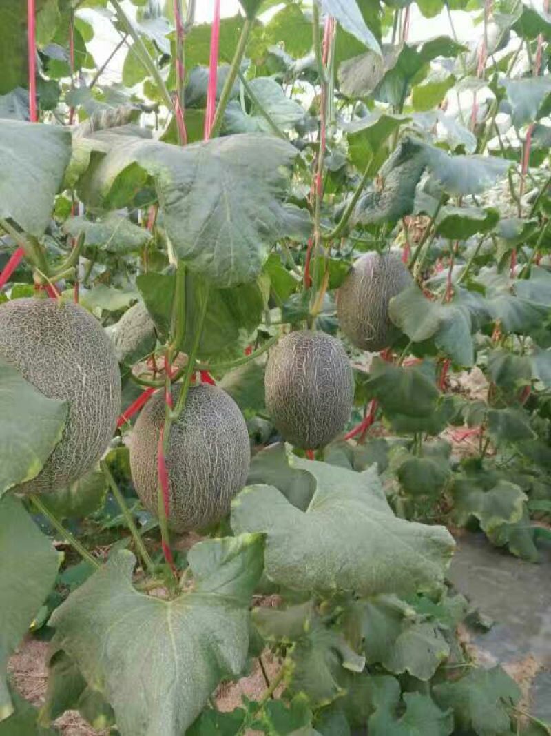 西州蜜瓜5斤以上椭圆形