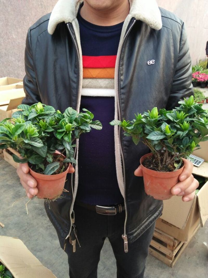 栀子花盆栽带花苞室内观花植物四季开花枝枝花树苗好养浓香型