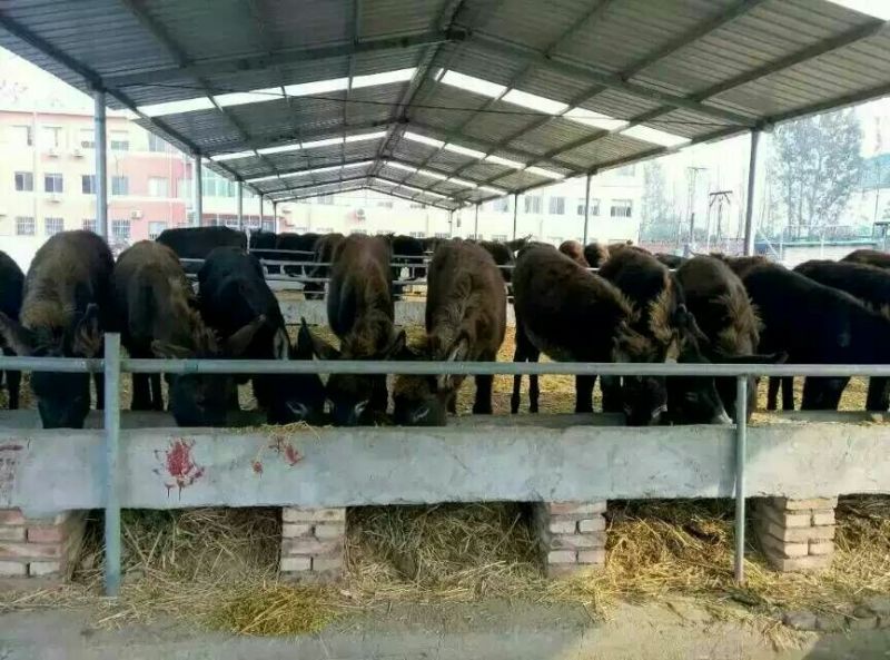 肉驴苗