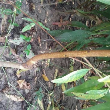 红不软桃树苗70~80cm