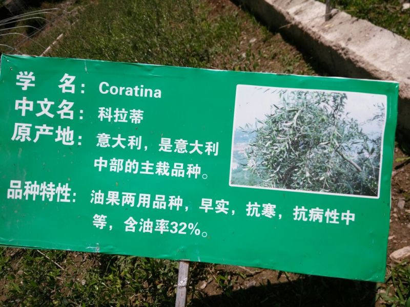 科拉蒂那