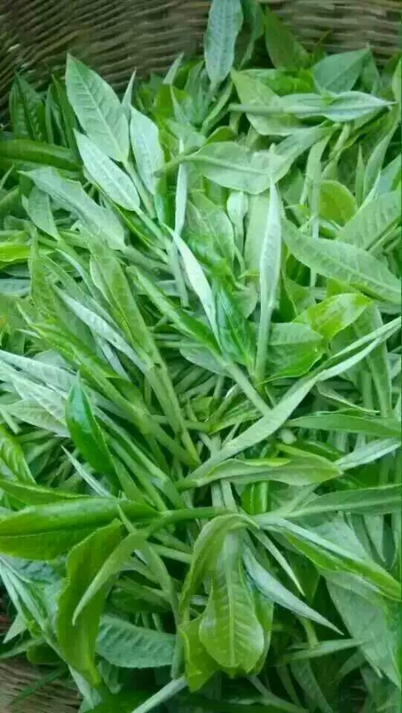 藤茶一级
