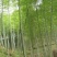 楠竹6cm以上6米以上