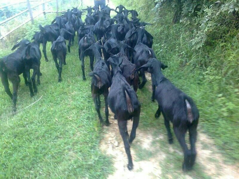 肉驴100~200斤