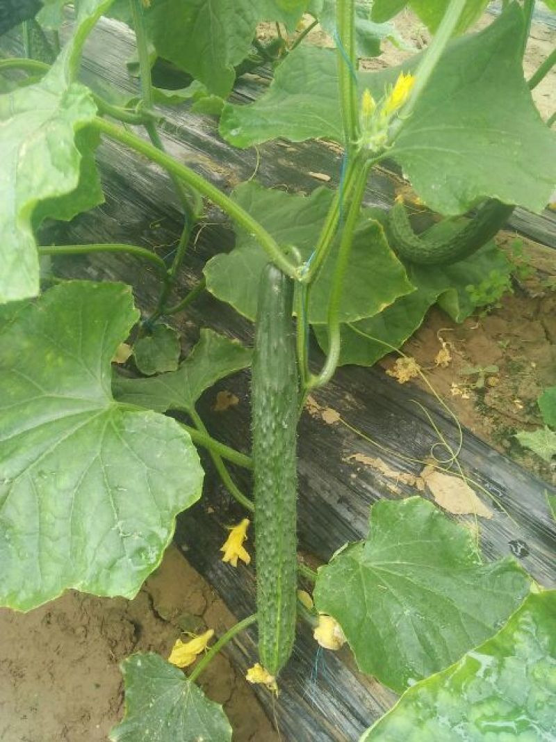 黄瓜诚信代办，夏邑黄瓜基地量大从优欢迎联系