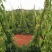 灵芝山药70厘米以上特级