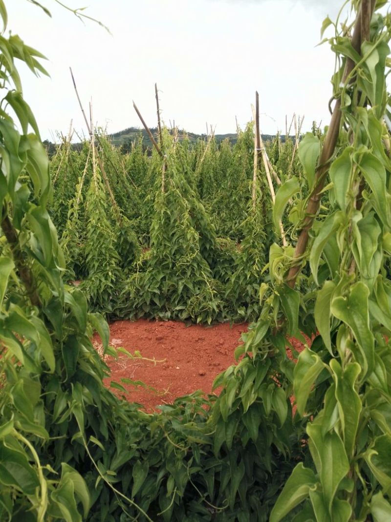 灵芝山药70厘米以上特级