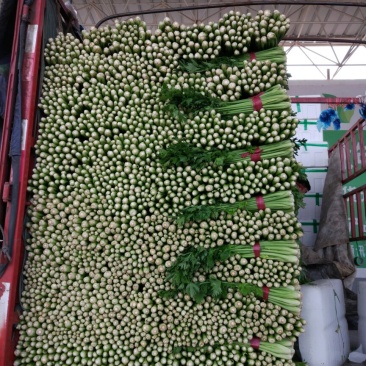 芹菜