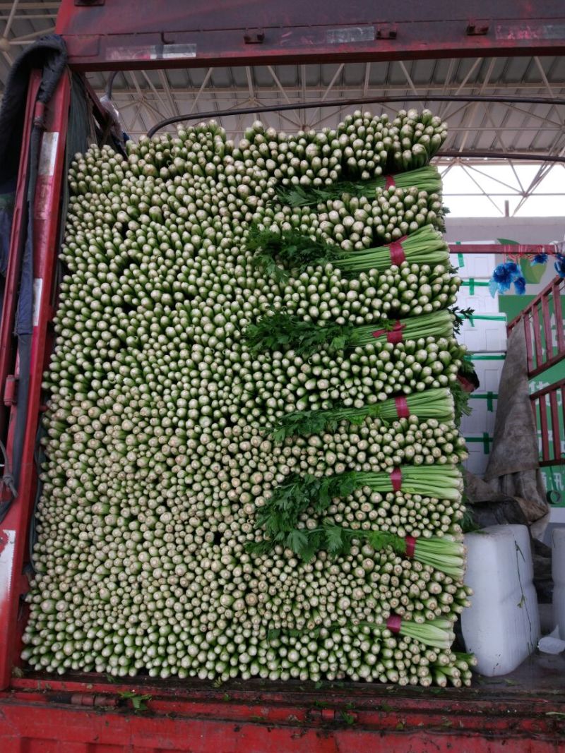 芹菜