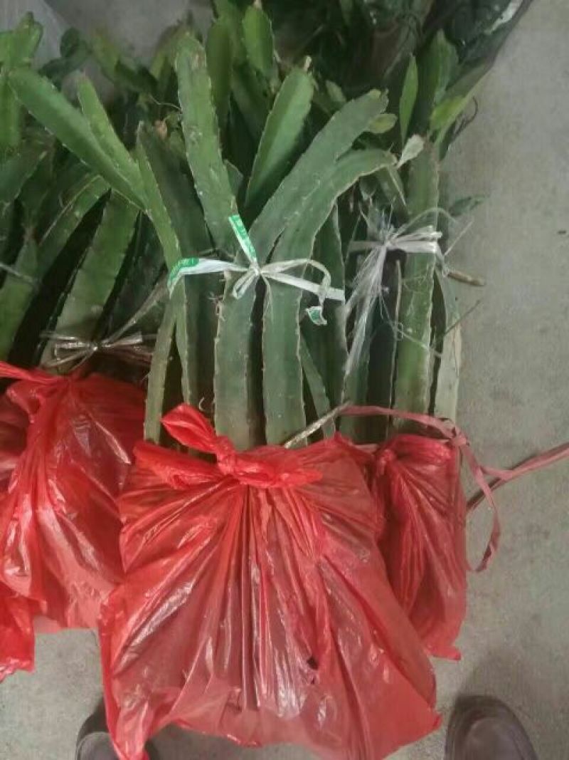 黄皮黄心火龙果苗红心火龙果苗水晶火龙果免费技术指导