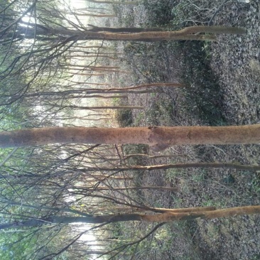 香樟8~10cm10~12cm8~10cm3.5~4